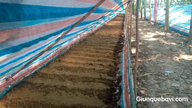 Cách tăng năng suất nuôi giun lên gấp đôi