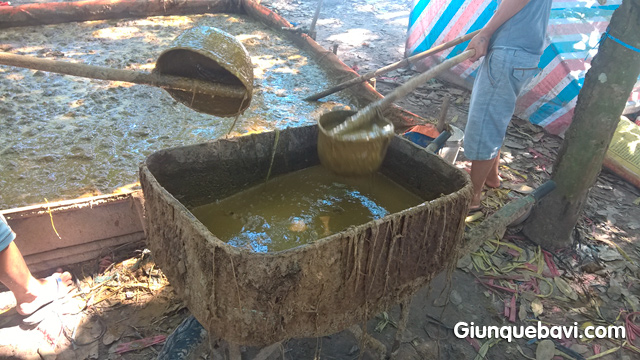 Cách tăng năng suất nuôi giun quế