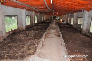 Quy trình nuôi giun quế