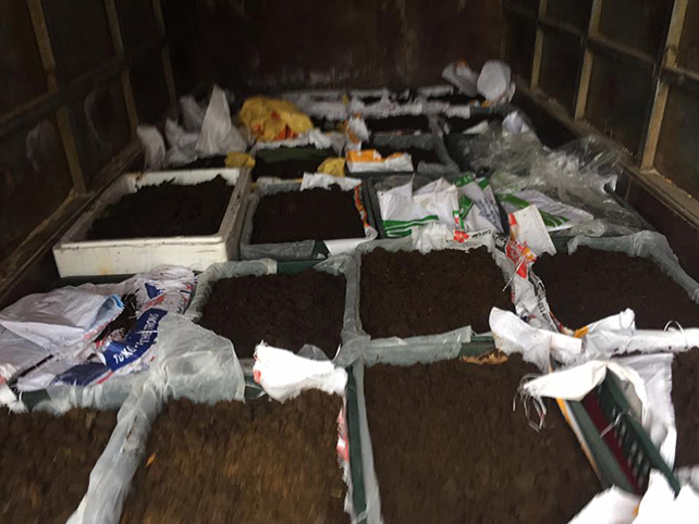 giun quế hải dương