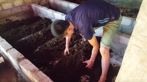 giun quế giống hải dương