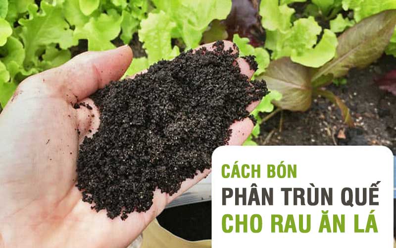 Cách bón phân trùn quế cho rau ăn lá