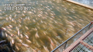 Ứng dụng giun quế nuôi cá