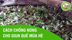 chống nóng cho giun quế