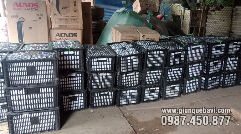 Sinh khối giun giống đang tập kết tại bến xe gửi về Tràng Định, Lạng Sơn,