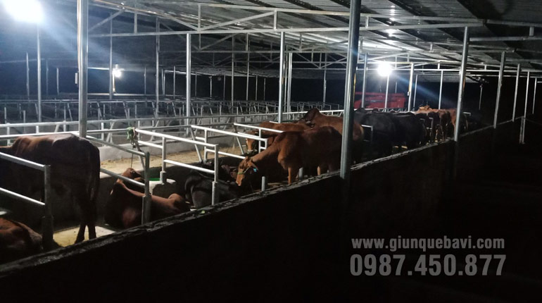 Trại bò kết hợp nuôi giun quế tại Vị Xuyên, Hà Giang