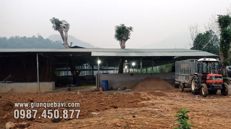Trại giun quế tại Vị Xuyên, Hà Giang