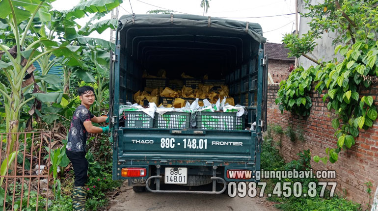 Giun quế giống vận chuyển bằng xe tải