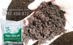 Phân trùn quế Hải Phòng