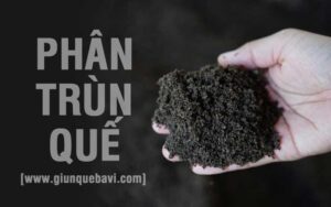 Phân trùn quế miền bắc