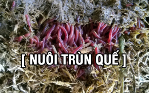 Kỹ thuật nuôi trùn quế
