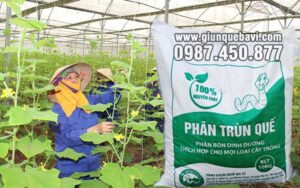 Phân trùn quế Phú Thọ bón dưa leo