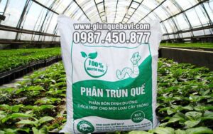 Phân trùn quế Tuyên Quang bón vườn nhà kính