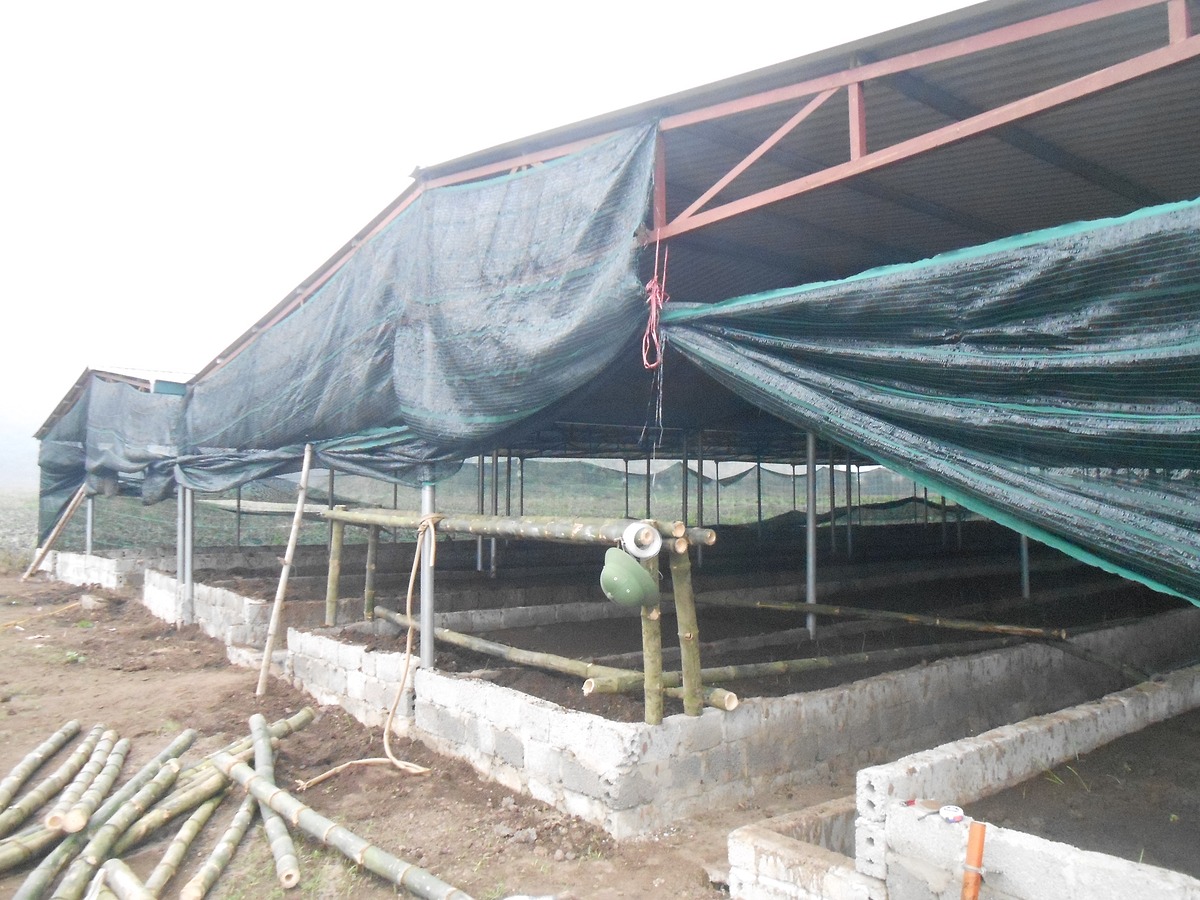 Hiệu quả bước đầu từ mô hình nuôi giun quế tại huyện Kim Động Hưng Yên   Sở Khoa học và Công nghệ Hưng Yên