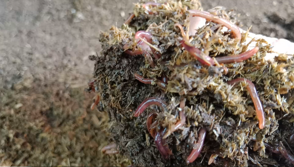 kiểm tra độ ẩm luống nuôi giun quế