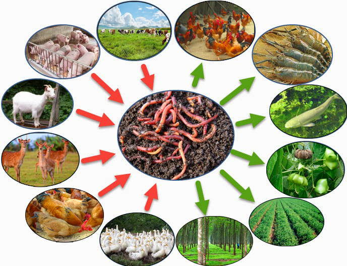 nuôi giun quế kết hợp vật nuôi gì