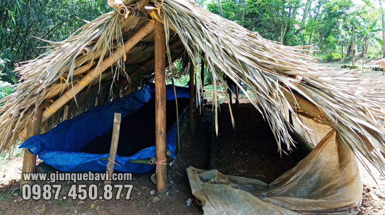 Chuồng nuôi giun quế đơn giản mái lá cực mát ở Phù Ninh, Phú Thọ