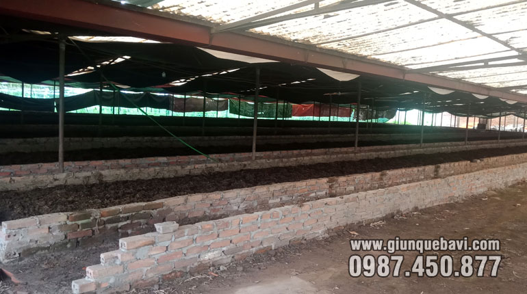 Cung cấp giun giống cho trại giun cực lớn tại Thanh Ba, Phú Thọ