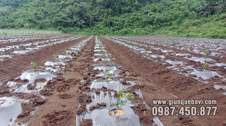 trại Cam cực lớn tại Quỳ Hợp, Nghệ An