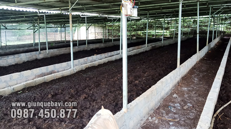 Trại nuôi giun quế tại Phủ Lý, Hà Nam