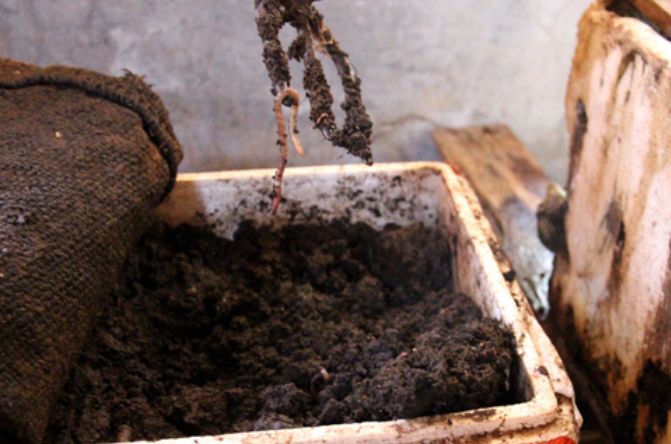 Cách làm ống compost ủ rác thùng nuôi trùn trong đất trồng rau sạch tại nhà