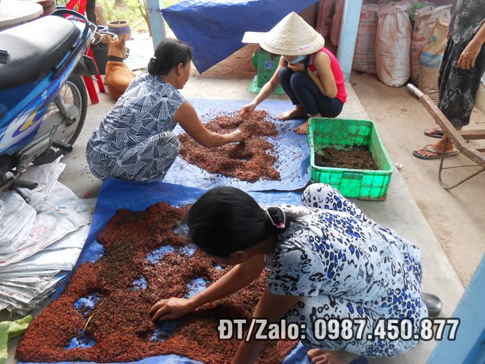 Kỹ thuật nuôi trùn quế - Thu hoạch trùn quế