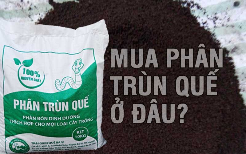 Mua phân trùn quế ở đâu chất lượng tốt giá rẻ