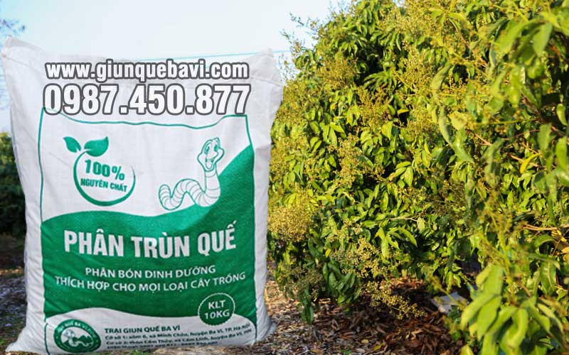 Phân trùn quế Bắc Giang bón cây ăn quả