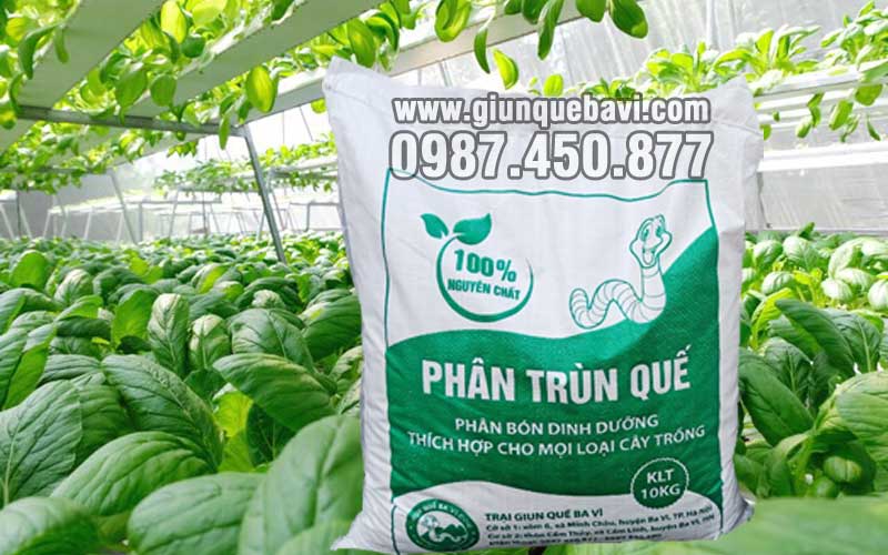 Phân trùn quế Điện Biên