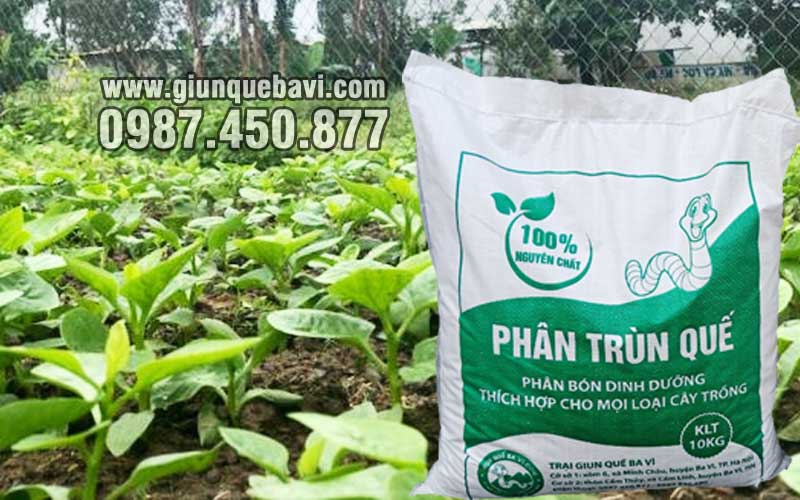 Phân trùn quế Lai Châu bón rau