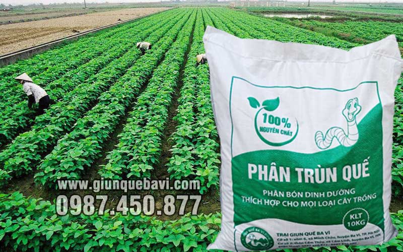 Phân trùn quế Lạng Sơn bón đậu