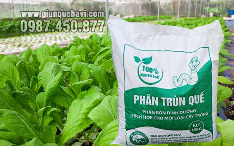 Phân trùn quế Nam Định