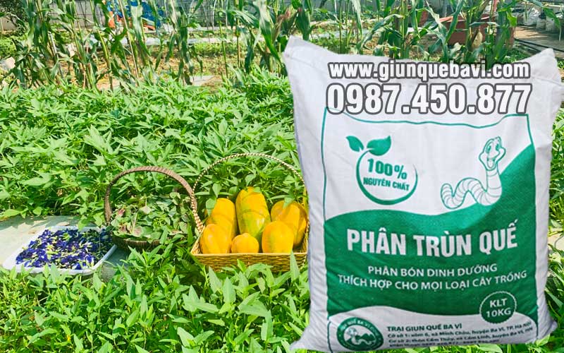 Phân trùn quế Quảng Ninh bón vườn