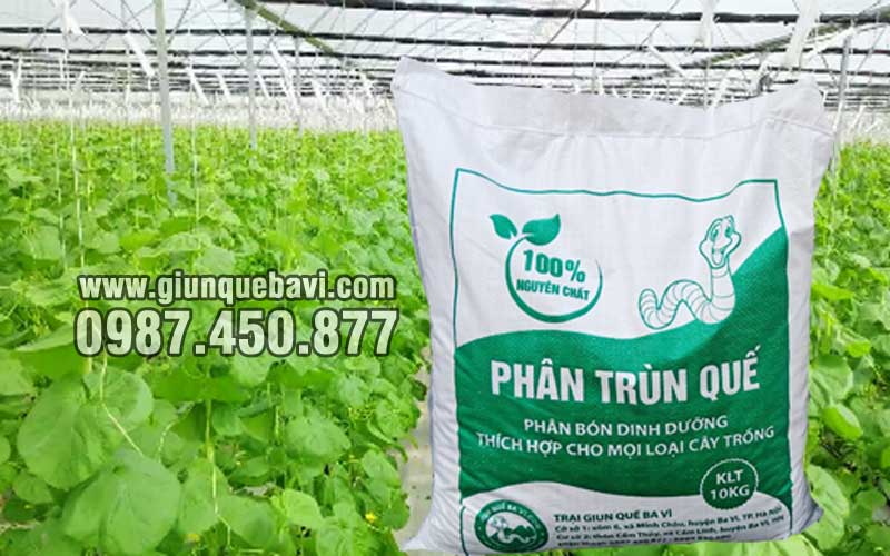 Phân trùn quế thái bình bón đậu