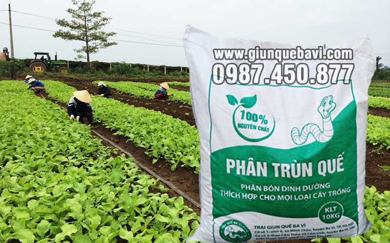 Phân trùn quế Bắc Kạn trồng rau