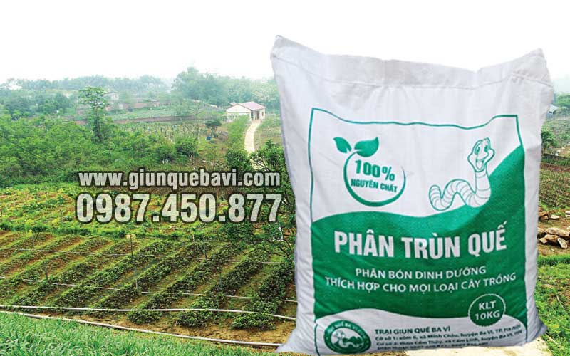 Phân trùn quế Hà Giang trồng rau hữu cơ