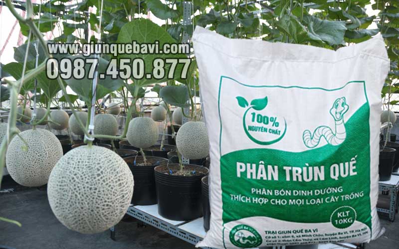 Phân trùn quế Ninh Bình bón dưa lưới