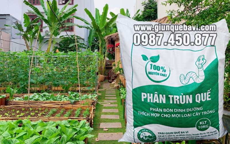 Phân trùn quế Thái Nguyên dành cho nhà vườn